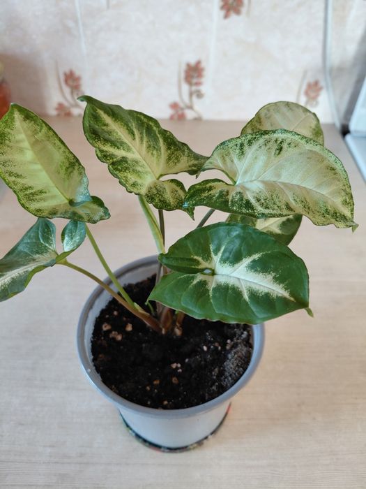 Продам  Комнатные цветы