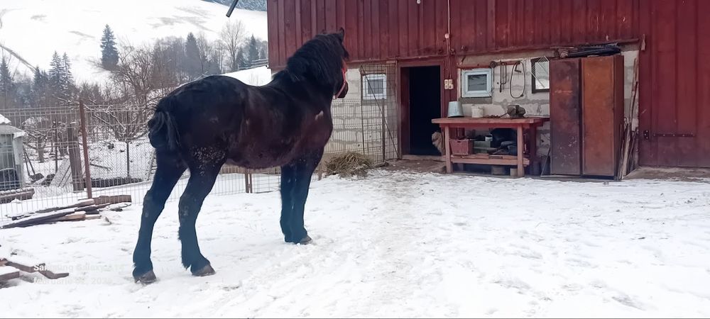 Cal blând de vânzare