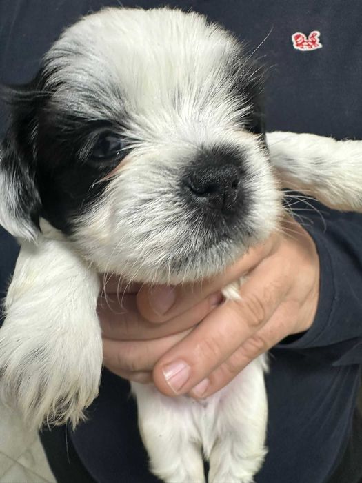 Shih tzu dragalas