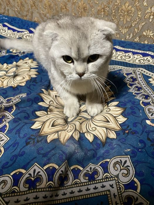 Scottish Fold серебристый кот 9 месяцев