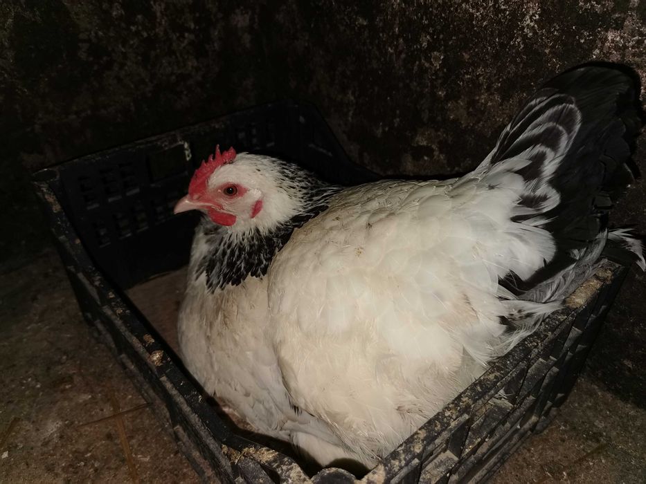 Pui găină, rasa australorp si sussex