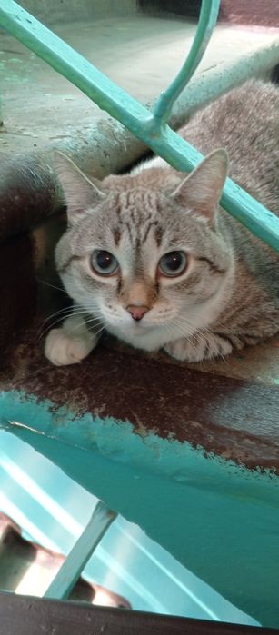 Чей потеряшка котик