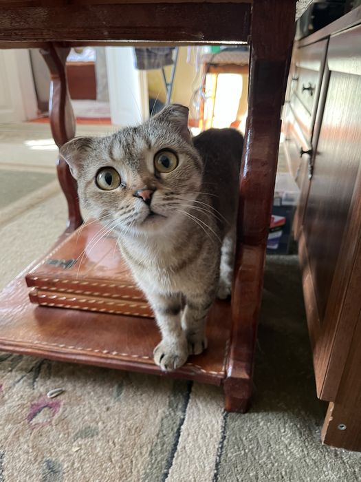 Отдам вислохую кошку