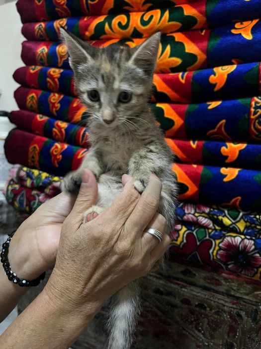 Отдадим котят в добрые руки