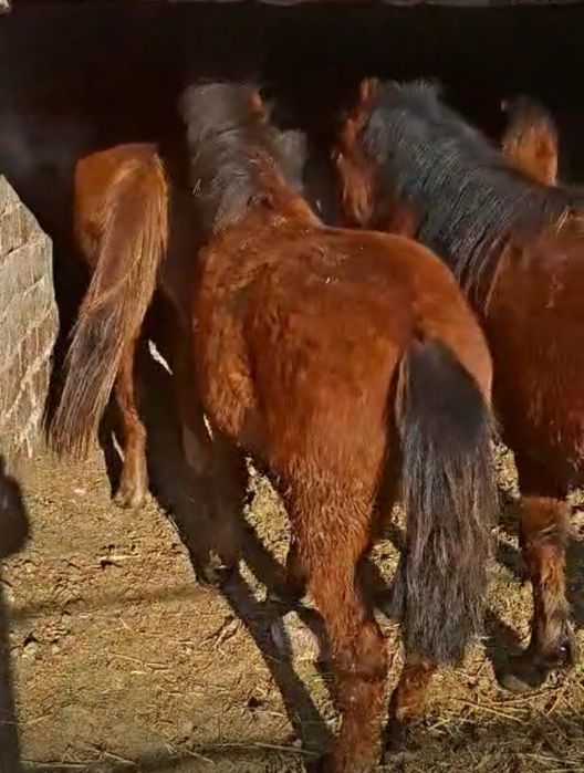 Продаем жирных таев, тай, тайлар сатылады