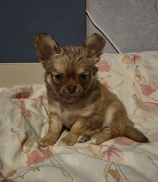 Чихуахуа момченца