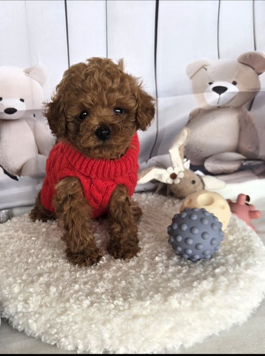 Пудел той /Poodle toy /с родословие