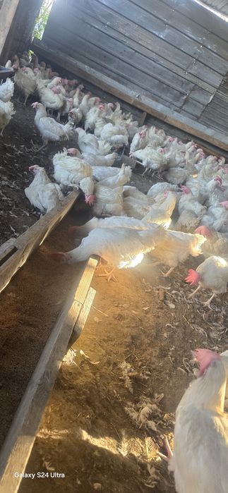 Куры несушки декалб вайт