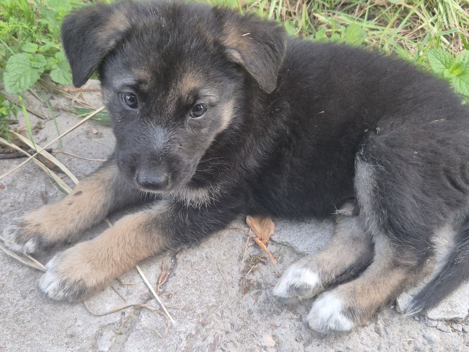 Chiroyli va aqlli Avcharka kuchukchalari sotiladi