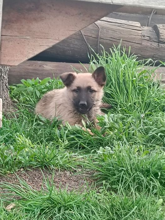 Щенки малинуа девочки