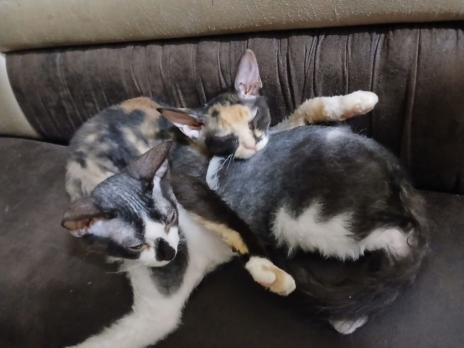 Котята сфинкс Браш