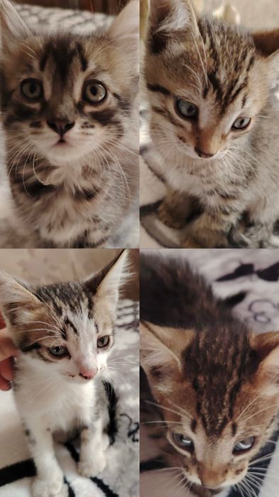 Отдам котят в добрые руки
