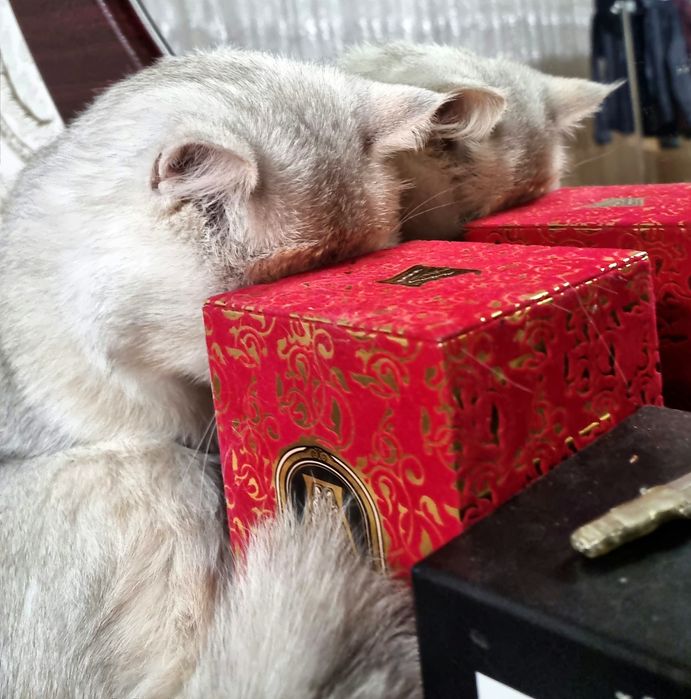 Vyazka!!! Erkak, Toza qonli silver britan shinshilla!!!