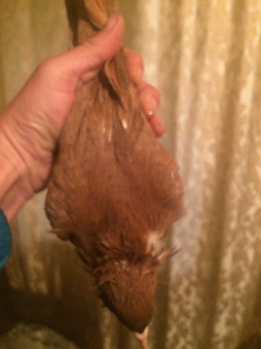 голуби бакинские