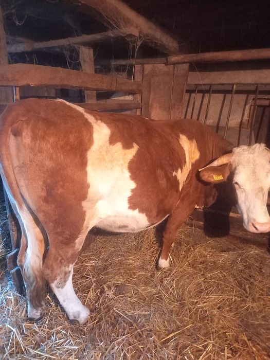 Vacă tânără gestantă 9 luni