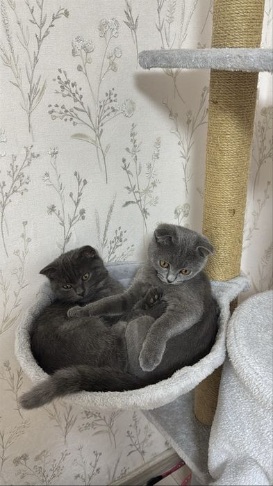 Котята Шотланки 4 мес