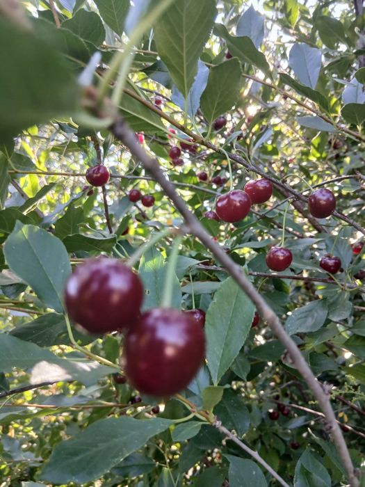 Продам вишню спелую
