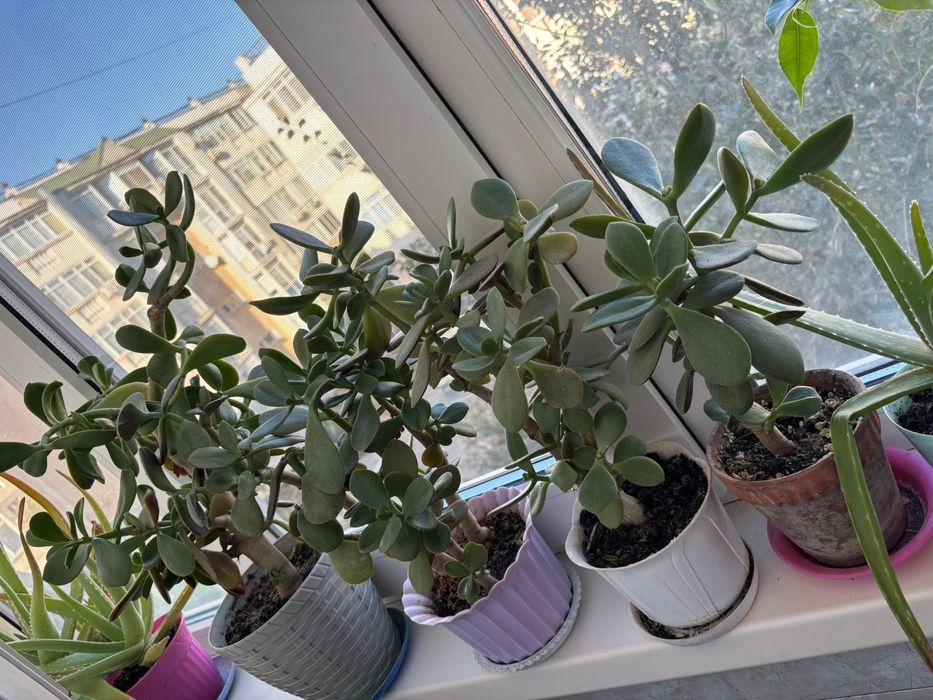 Продаются  денежные деревья толстянка