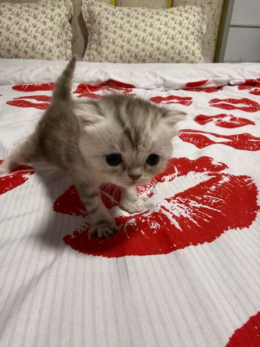 Продам котят шотланской породы