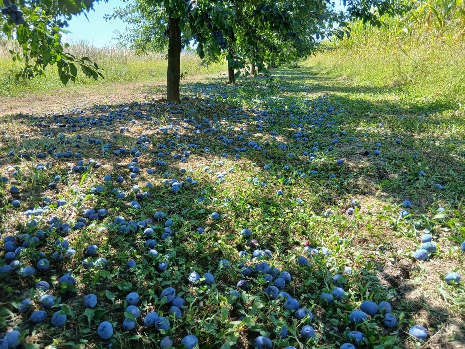 PRUNE de vânzare