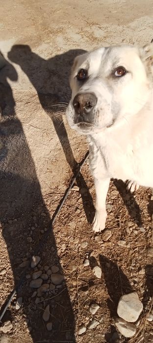 Продам сабака Алабай