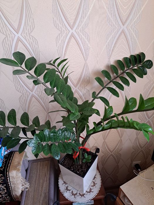 Комнатный цветок Замиакулькас