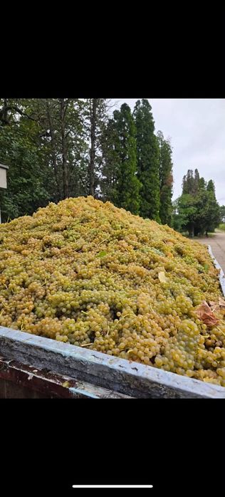Vând struguri de vin livarm la domiciliu clientului