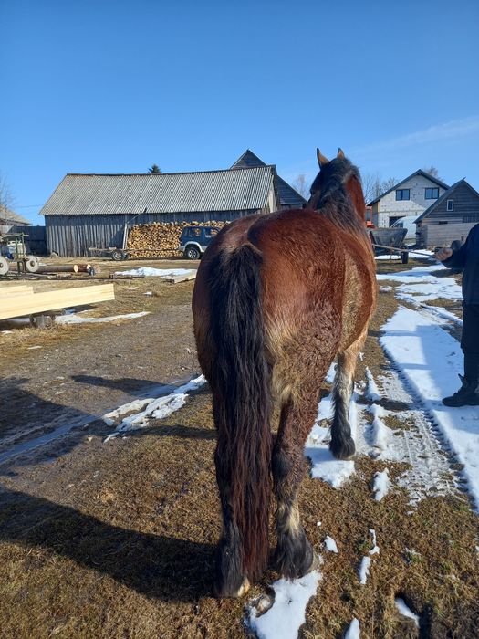 Vând  mânz  învățat