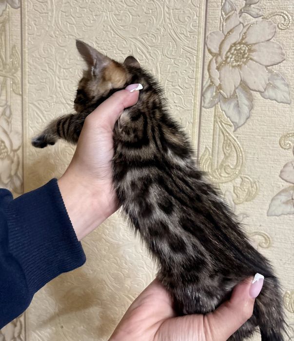 Продаются девочки Бенгалы original