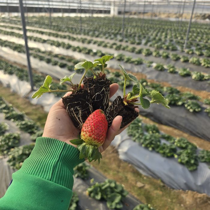 Разсад целогодишни ягоди