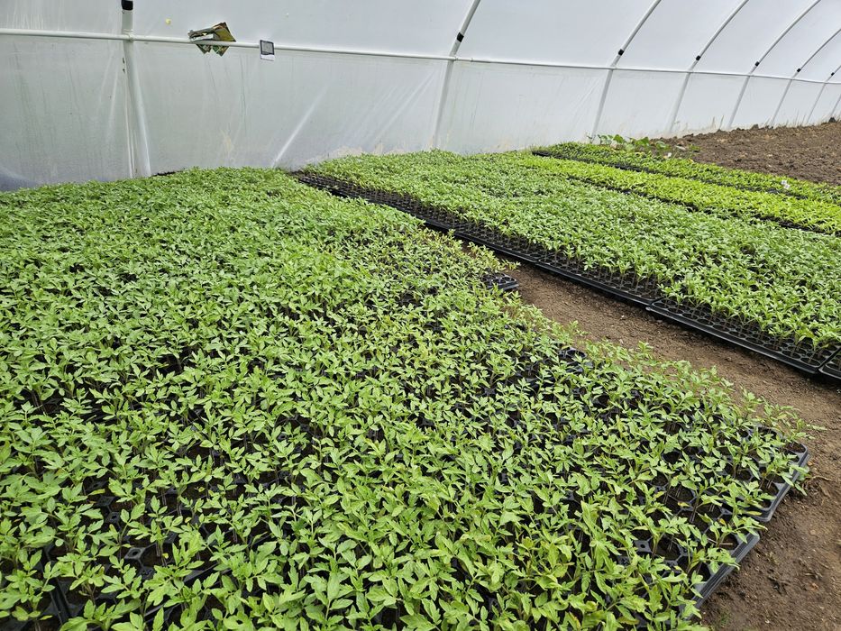 Rasaduri disponibile