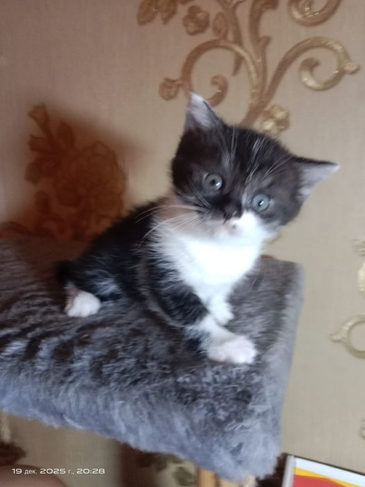 Отдам в добрые руки