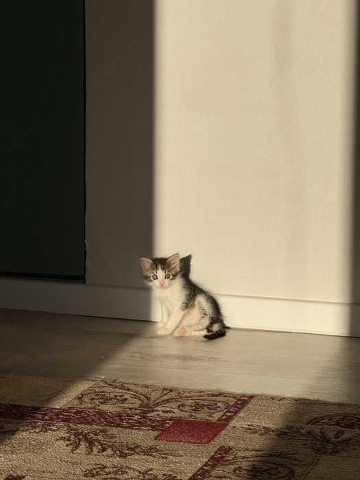 Котенок отдам в хорошие руки