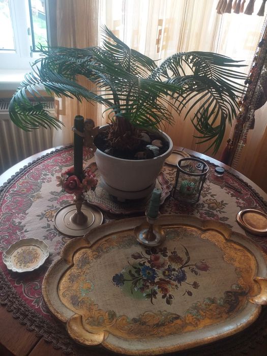 Palmier Cycas ciircinalis sago