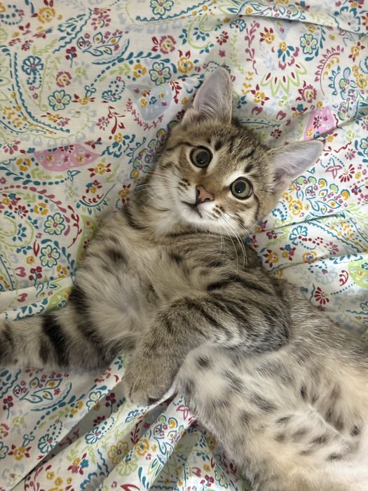 Бесплатно котенок