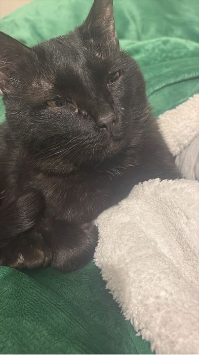 Кошка черный 2 года
