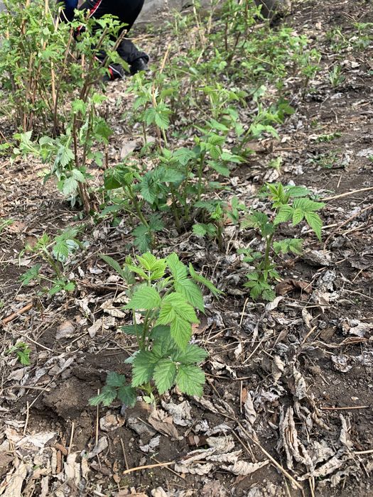 Малина ремонтантная