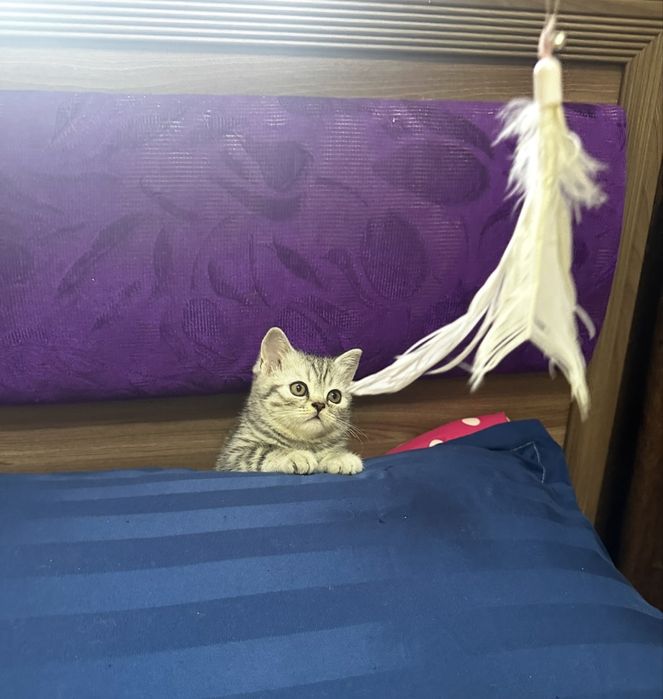 Продам шотладских котят