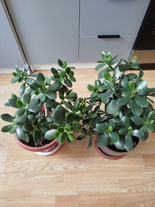 Продам денежное дерево