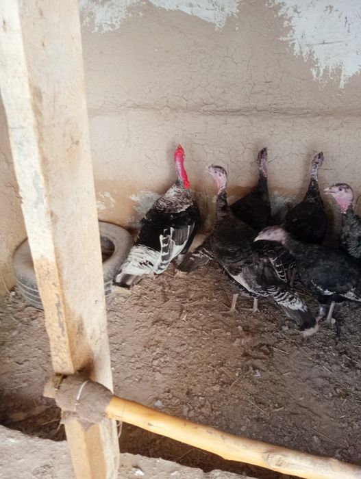 Үндістер сатылады