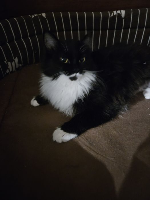 Пристраиваетя молодая,кошечка.