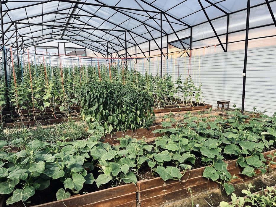 Дом с тепличным бизнесом