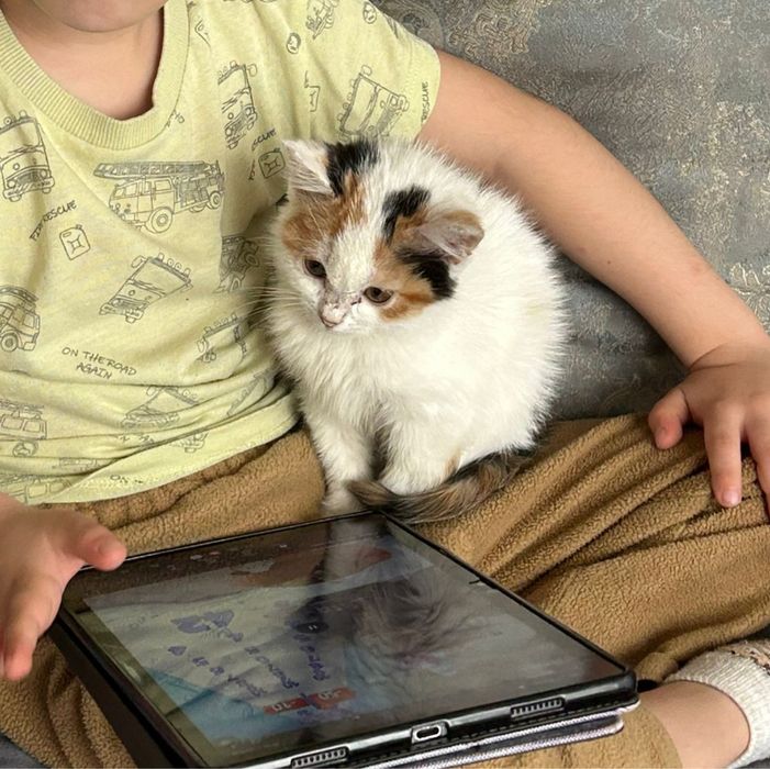 Отдам котенка в добрые руки