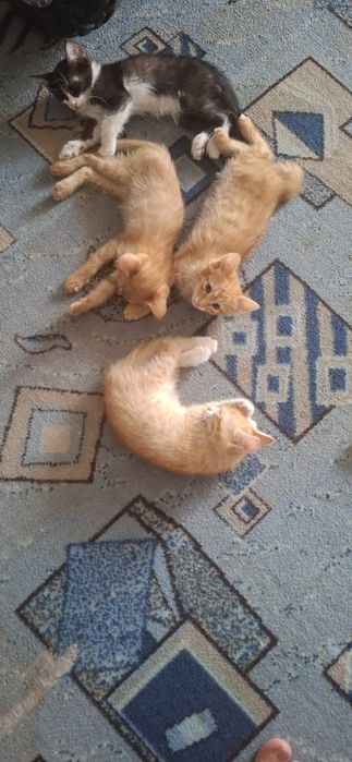 Отдам        котят