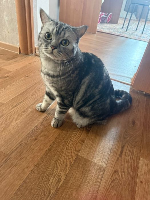 Отдам  кошку в хорошие руки