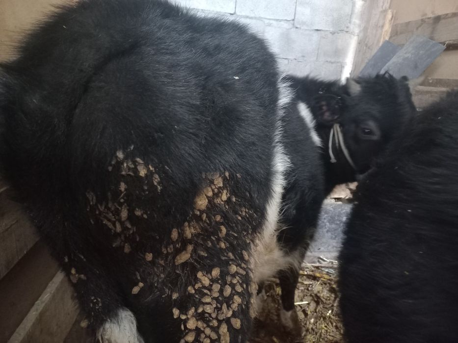 Продам бычки срочно