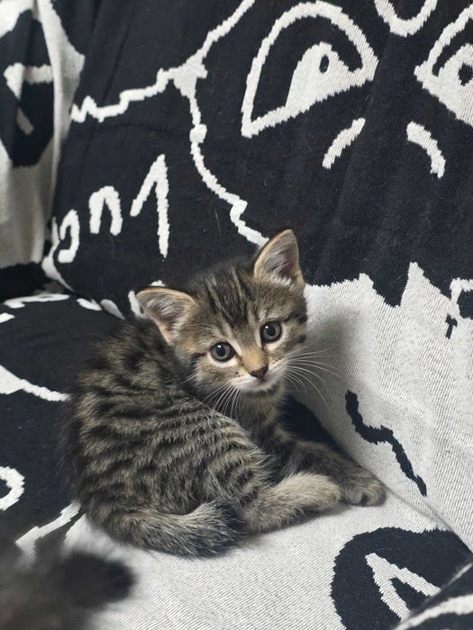 Отдадим котят в хорошие руки
