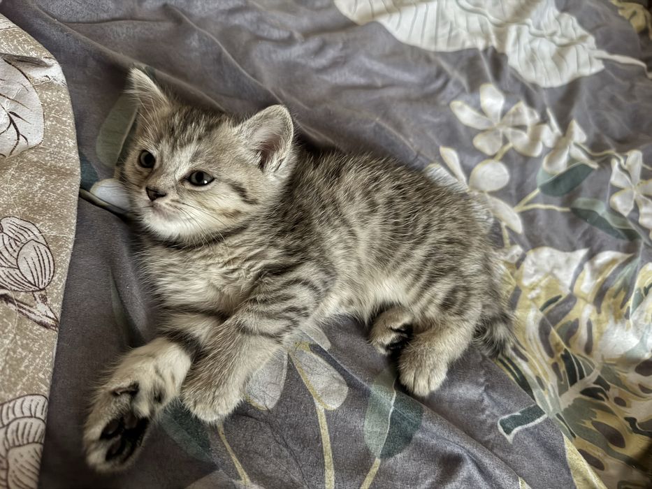 Котенок мальчик шотландец