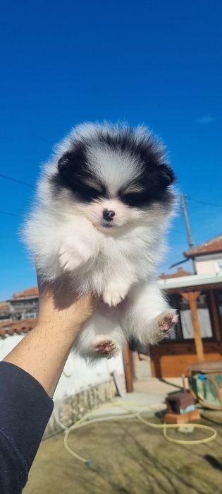 Померан померанче