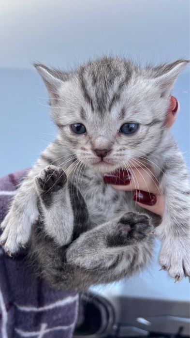 продам породистых котят